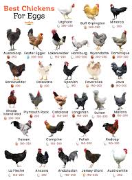 Best Backyard Chickens for Eggs