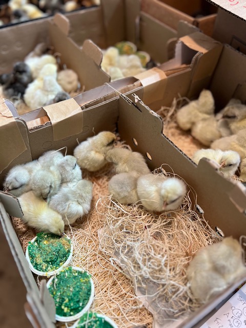 Best Chicken Hatchery