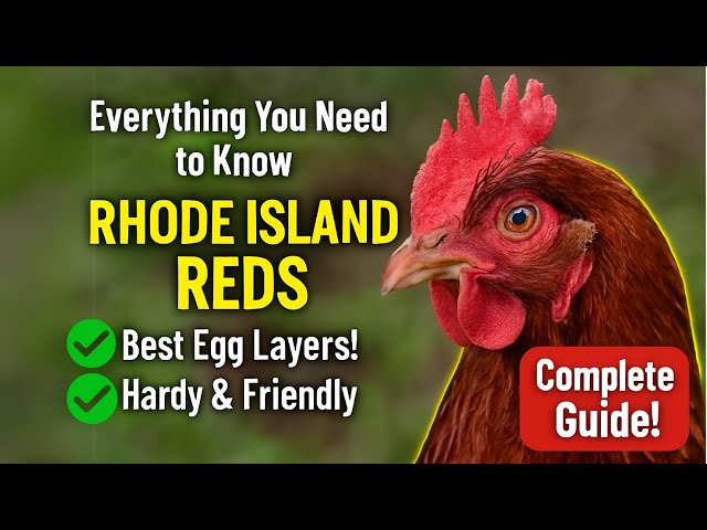Rhode Island Red Chickens Guide