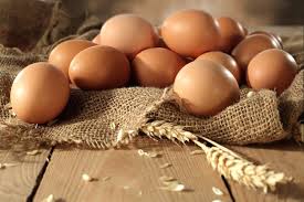 Rhode Island Red hatching egg