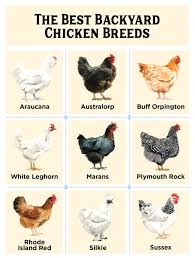 best chickens for beginners backyard farming